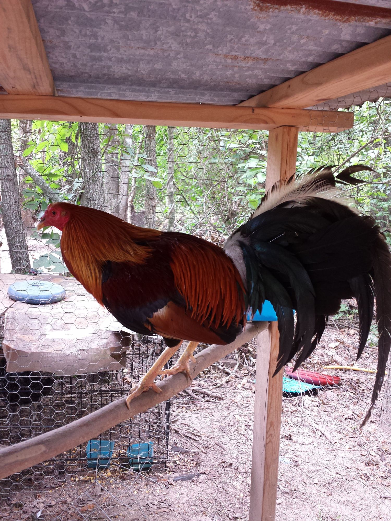 IMG very beautiful bird of yours... This is my yellow leg hatch crossed let me know what you think